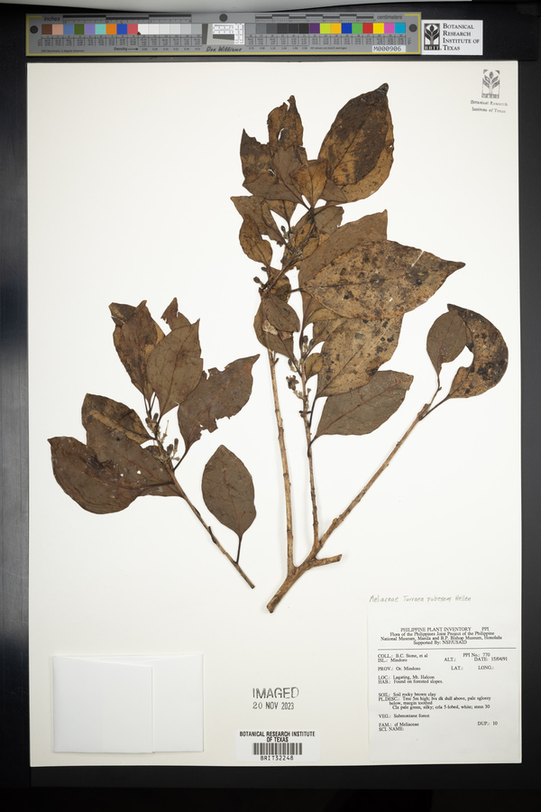 Turraea pubescens image