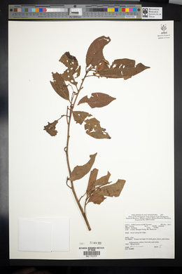 Image Associated With the Occurence
