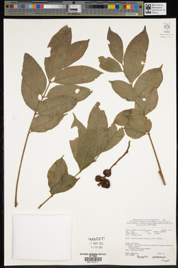 Image of Dysoxylum cyrtobotryum