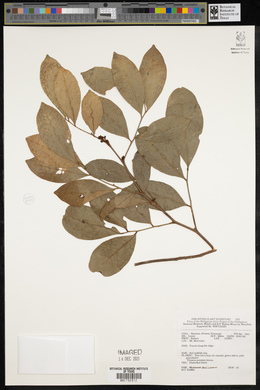 Image Associated With the Occurence