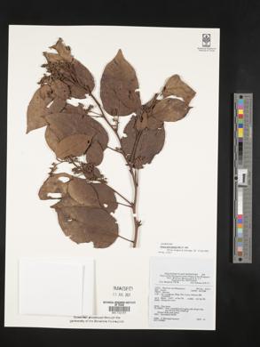 Litsea cordata image