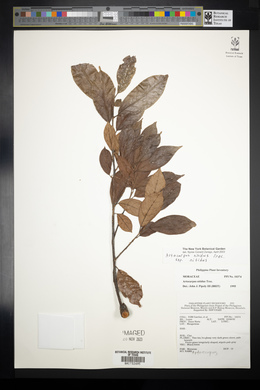 Artocarpus nitidus image