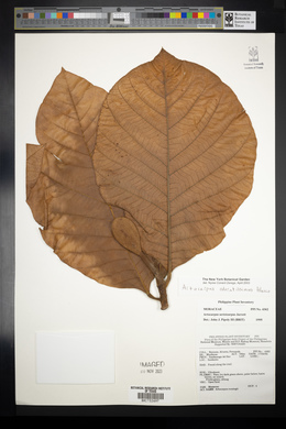Artocarpus odoratissimus image