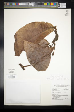 Artocarpus lacucha image