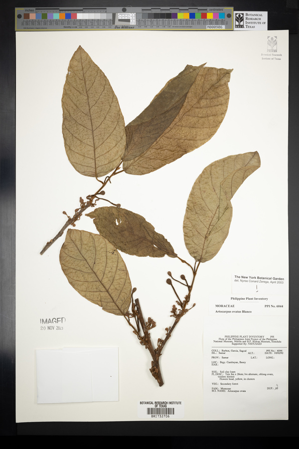 Artocarpus lacucha image