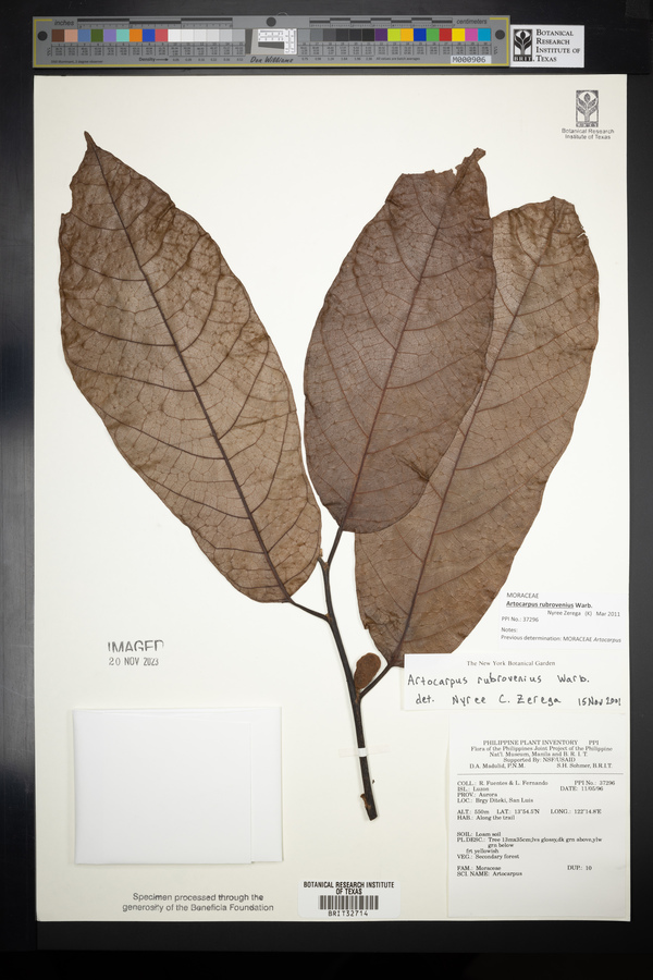 Artocarpus rubrovenius image