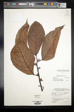Image of Artocarpus rubrovenius