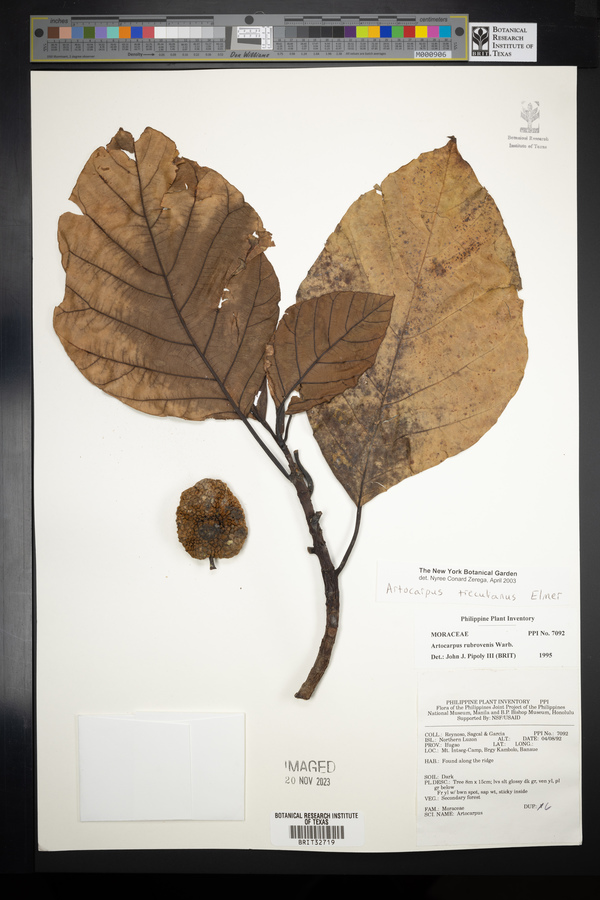 Artocarpus treculianus image