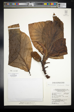 Image of Artocarpus treculianus