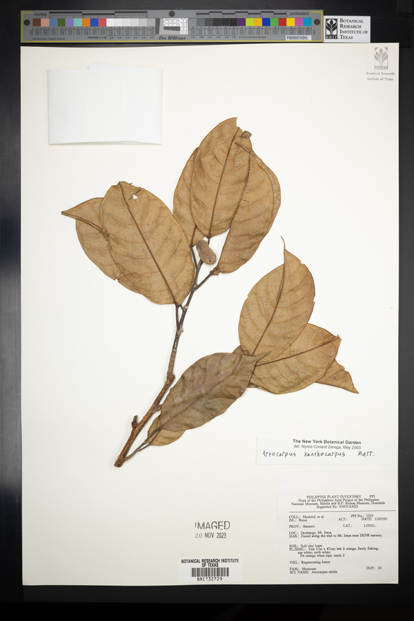 Artocarpus lamellosus image