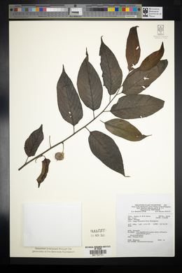 Image of Broussonetia luzonica