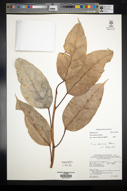 Ficus allutacea image