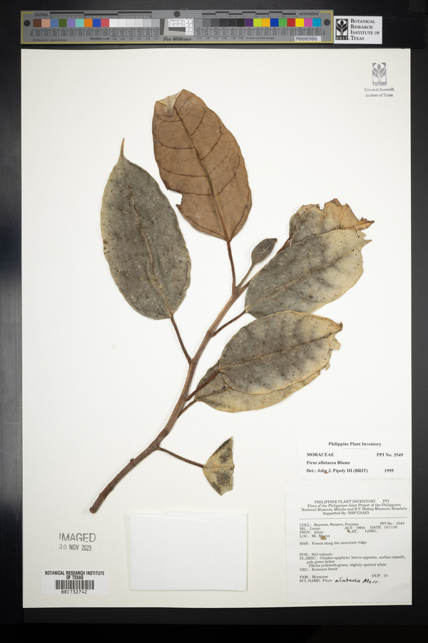 Ficus allutacea image