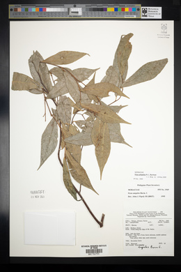 Ficus ampelos image