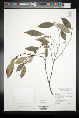 Ficus ampelos image