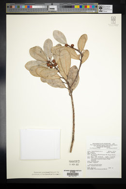 Ficus bataanensis image