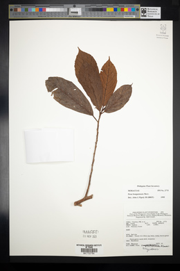 Ficus benguetensis image