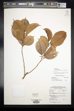 Ficus benjamina image