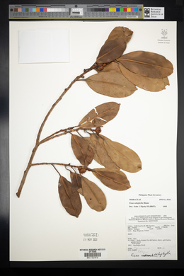 Ficus callophylla image