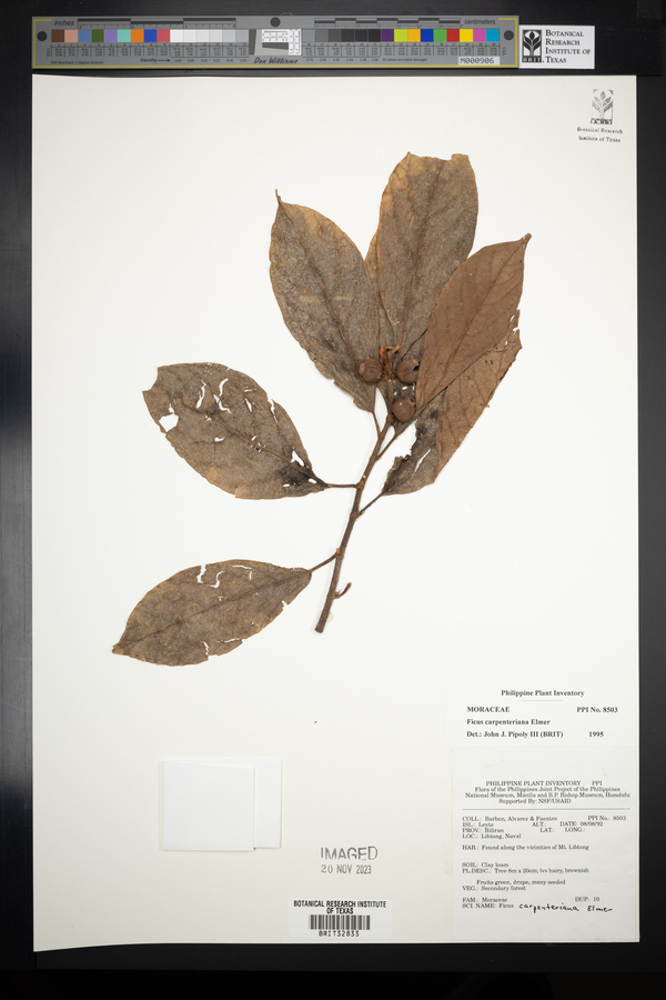 Ficus carpenteriana image