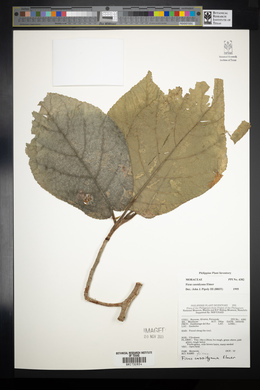 Image of Ficus cassidyana