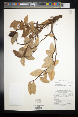 Ficus cataupi image