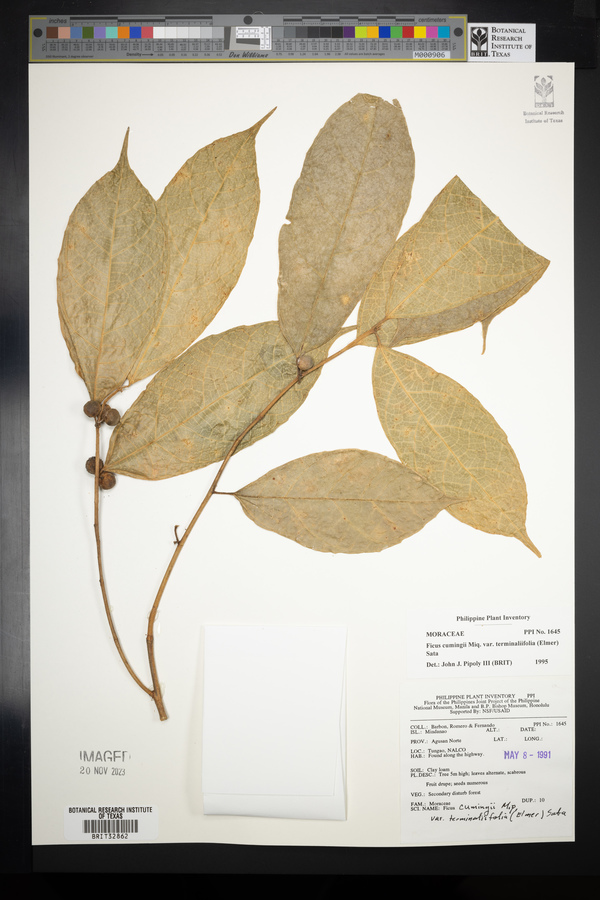 Ficus cumingii image