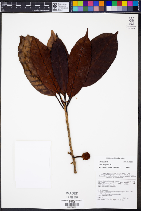 Ficus drupacea image