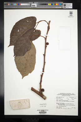 Image of Ficus elmeri