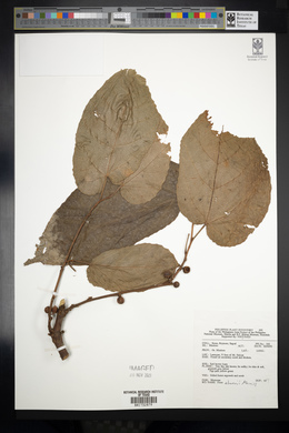 Ficus elmeri image