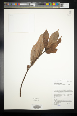 Image of Ficus glareosa