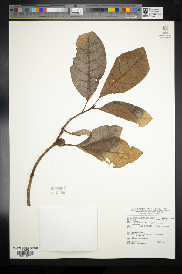 Ficus pubigera image