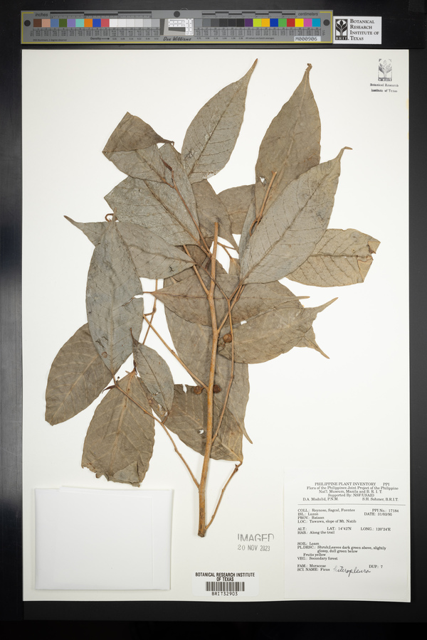 Ficus heteropleura image