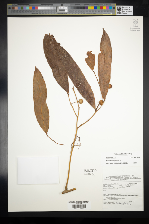 Ficus heteropleura image
