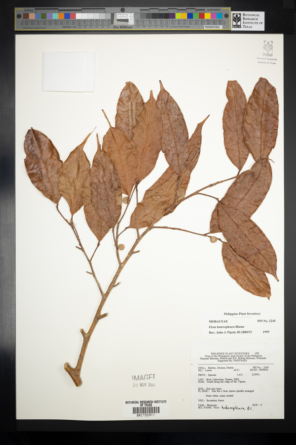 Ficus heteropleura image