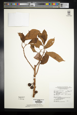 Ficus integrifolia image