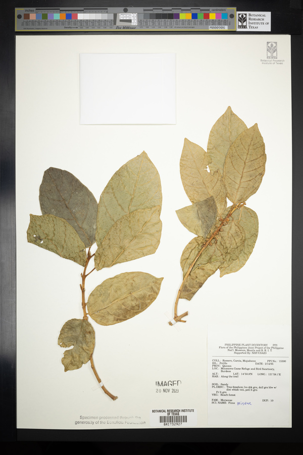 Ficus ampelas image