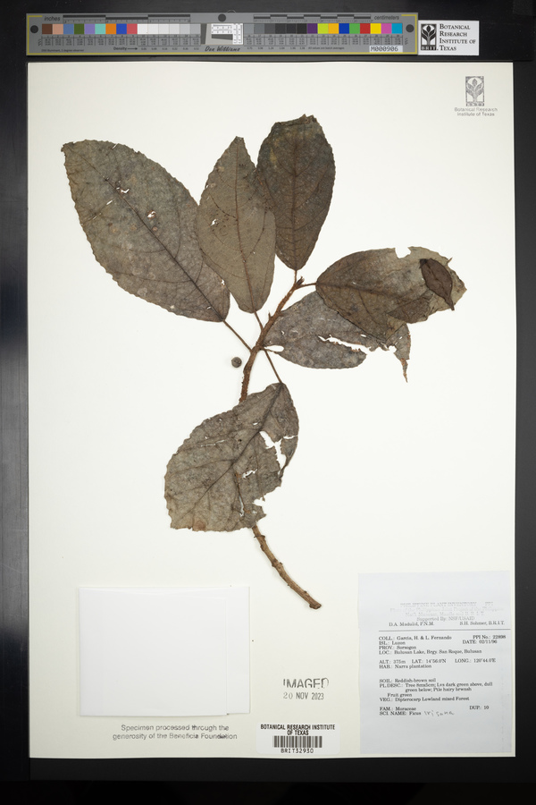 Ficus ampelas image