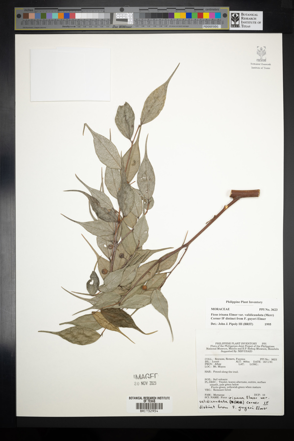 Ficus ampelos image