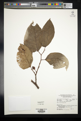 Ficus ampelas image