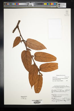 Ficus villosa image