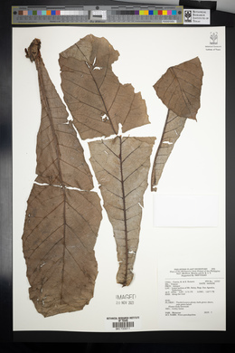 Ficus pseudopalma image