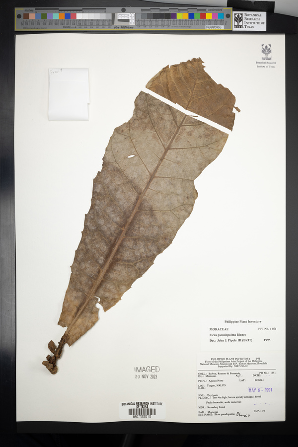 Ficus pseudopalma image