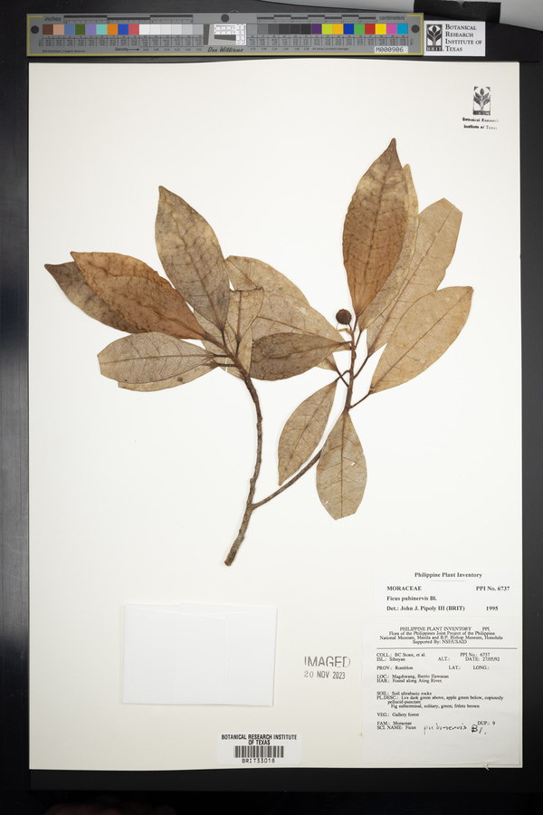 Ficus nervosa subsp. pubinervis image