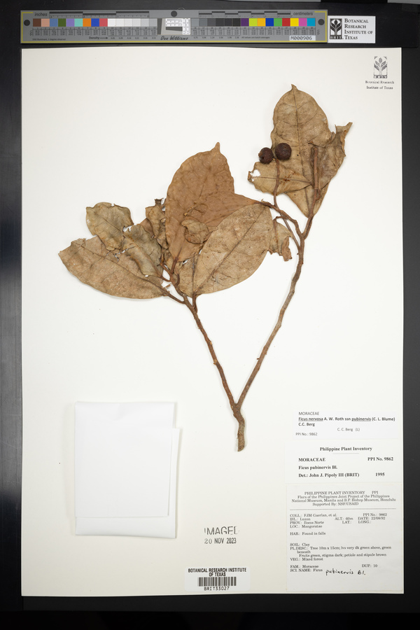 Ficus nervosa subsp. pubinervis image