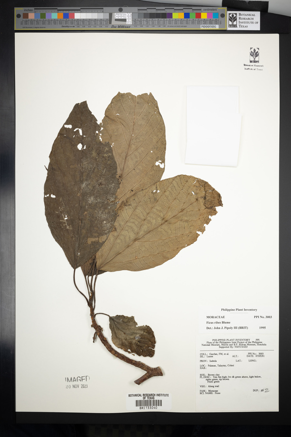 Ficus ribes image
