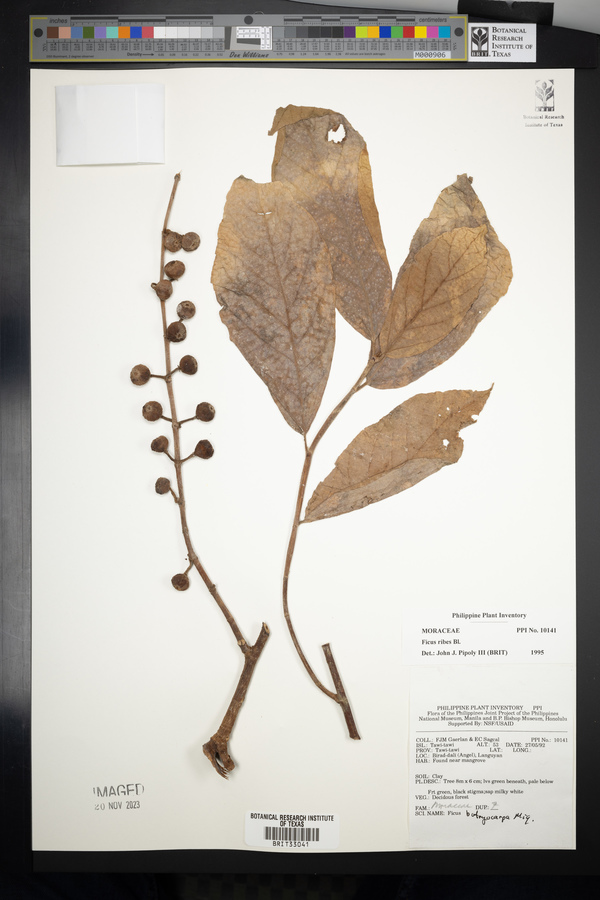 Ficus ribes image