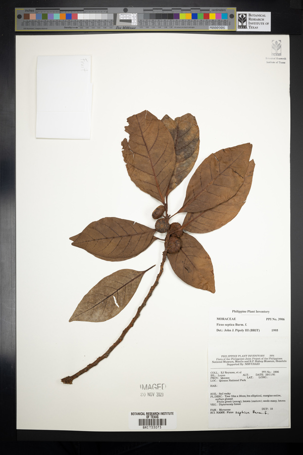 Ficus septica image