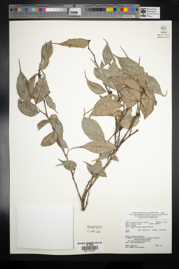 Ficus septica image