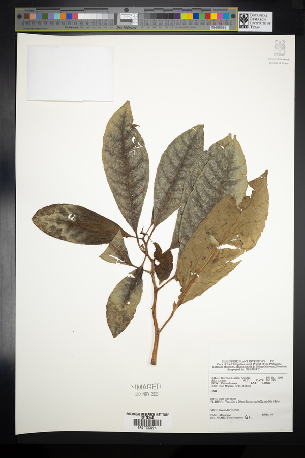 Ficus septica image